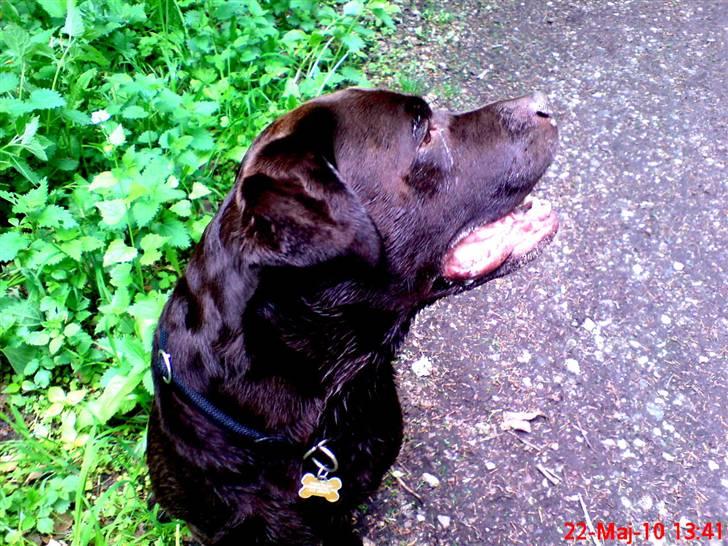 Labrador retriever Albert billede 15