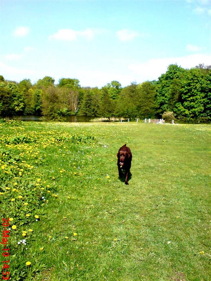 Labrador retriever Albert - Bare vi har hinanden, er alting godt! (:  billede 16