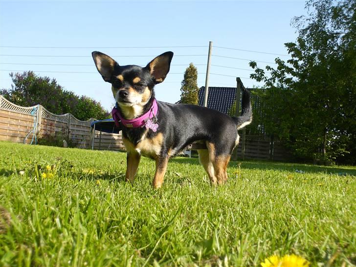 Chihuahua Maya billede 8