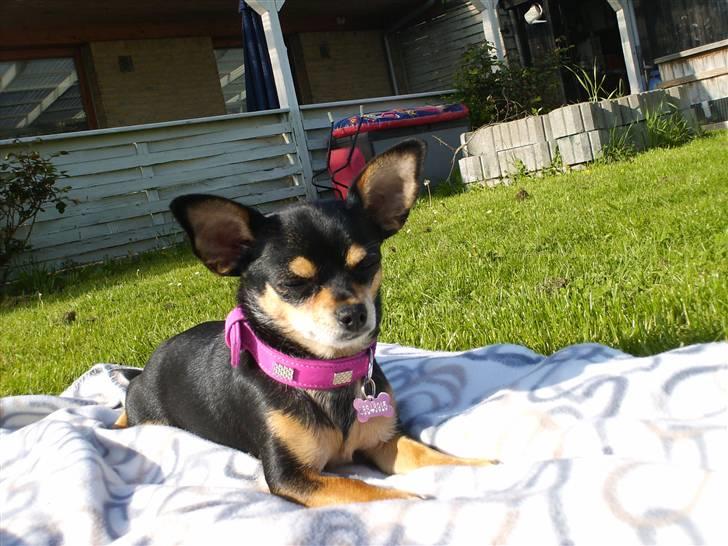 Chihuahua Maya billede 9