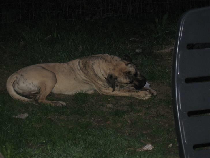 Dogo canario Becco billede 7