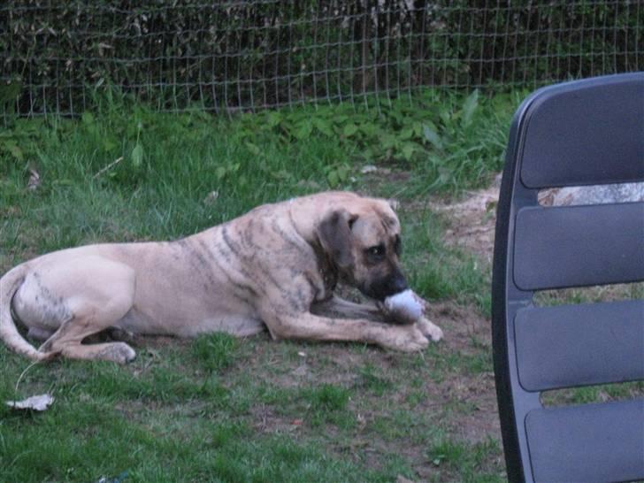 Dogo canario Becco billede 8