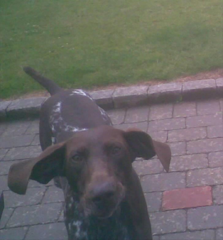 Korthåret hønsehund Nordboen Zaxo - jammen hej du.d;´ billede 2