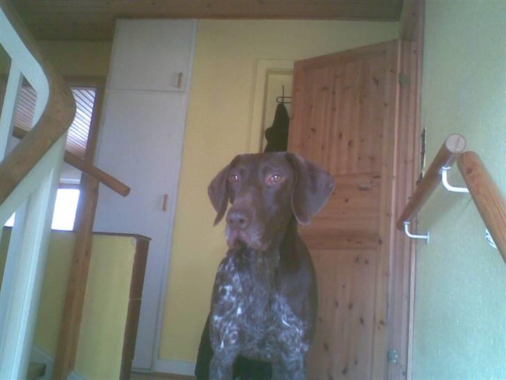 Korthåret hønsehund Nordboen Zaxo - hey, hvem banker? hey smukke , det bar mig i; billede 3