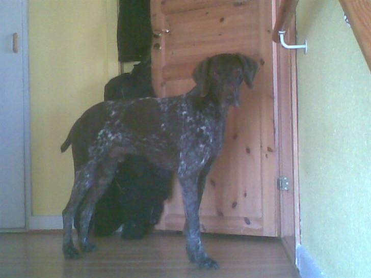 Korthåret hønsehund Nordboen Zaxo - meine kleine model :´D billede 4