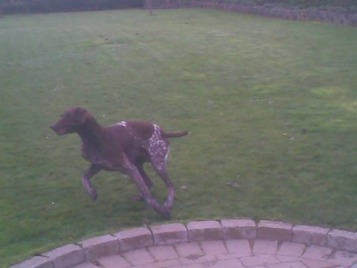 Korthåret hønsehund Nordboen Zaxo - du lidt sej basse :$ billede 5