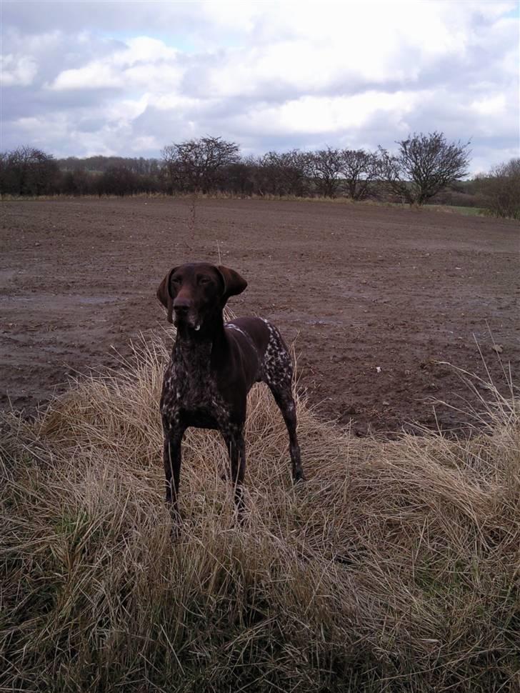 Korthåret hønsehund Nordboen Zaxo - nogle prøver at ramme dit neaveu, men der findes ejk 2 i; billede 6