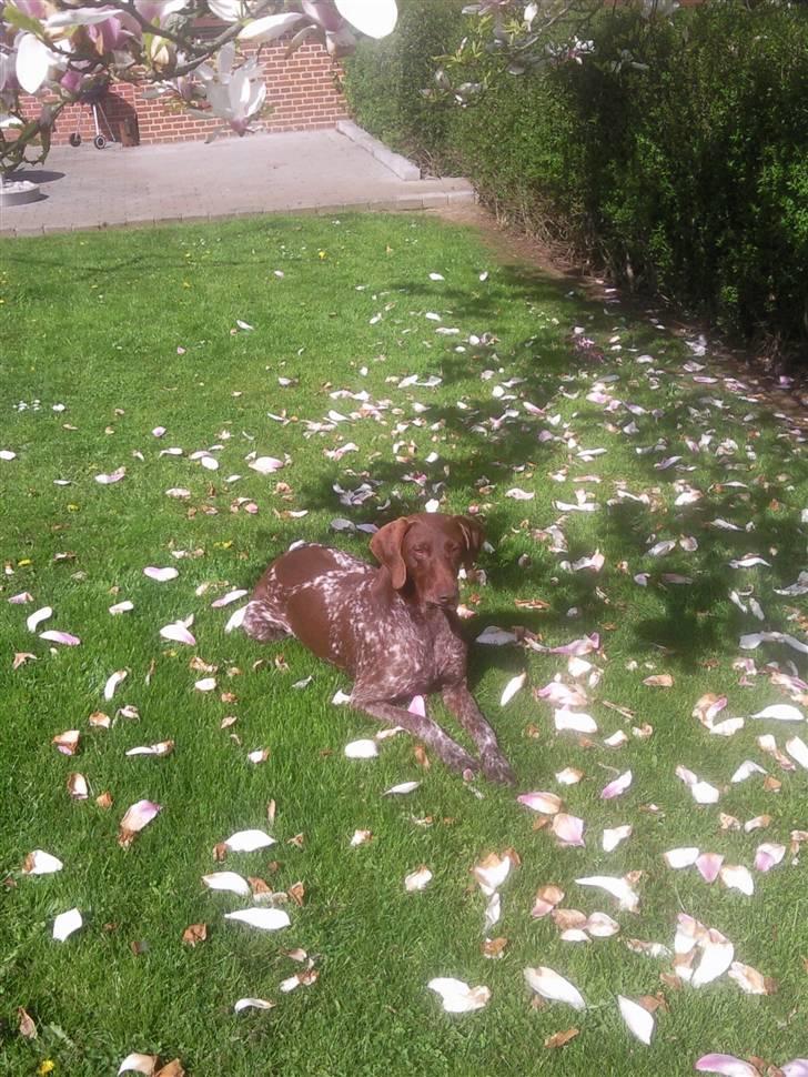 Korthåret hønsehund Nordboen Zaxo - nogle gange siger billeder mer´ end ord (´: billede 7