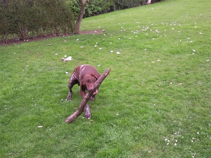 Korthåret hønsehund Nordboen Zaxo - din elskede pind i; billede 8