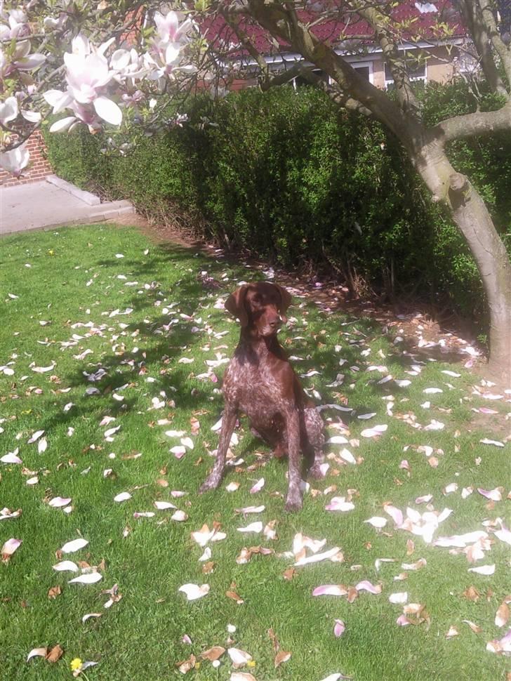 Korthåret hønsehund Nordboen Zaxo - så køn? billede 9