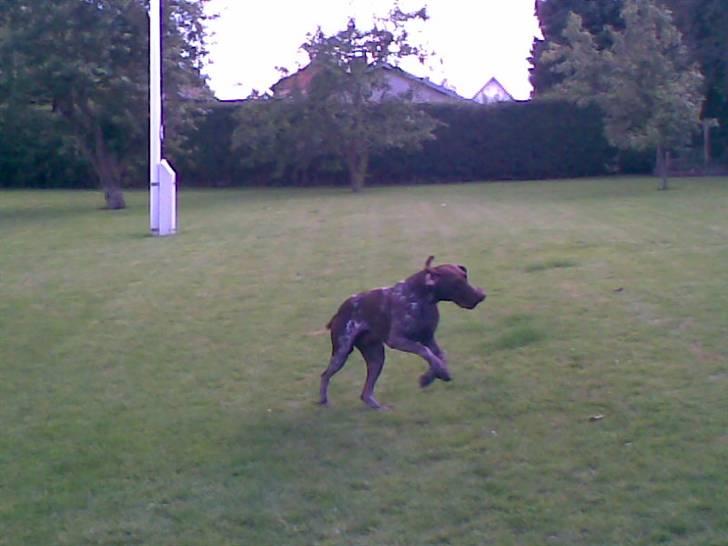 Korthåret hønsehund Nordboen Zaxo - såé meget livsglæde (´: billede 10