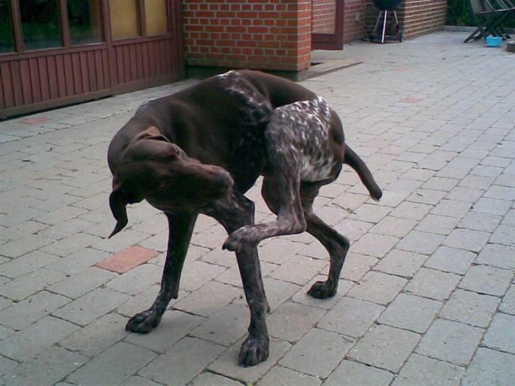 Korthåret hønsehund Nordboen Zaxo - du så sød basse.I; billede 11