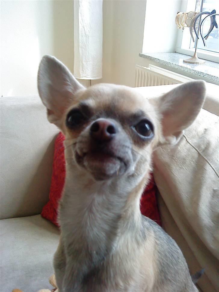 Chihuahua Lilo billede 10