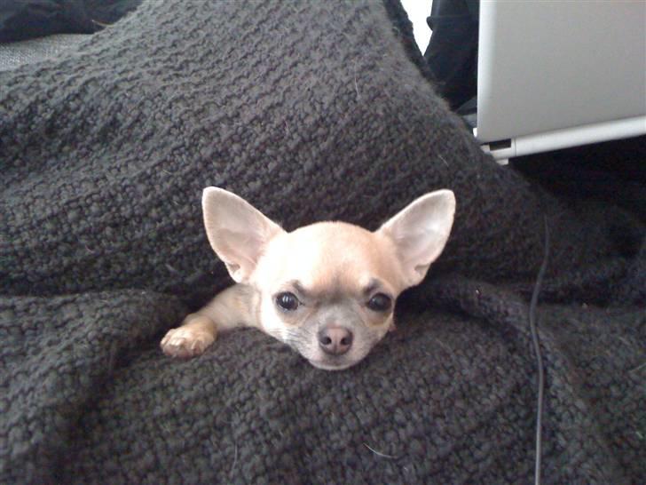 Chihuahua Lilo billede 11