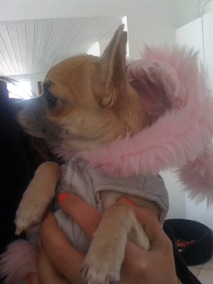 Chihuahua Lilo billede 12