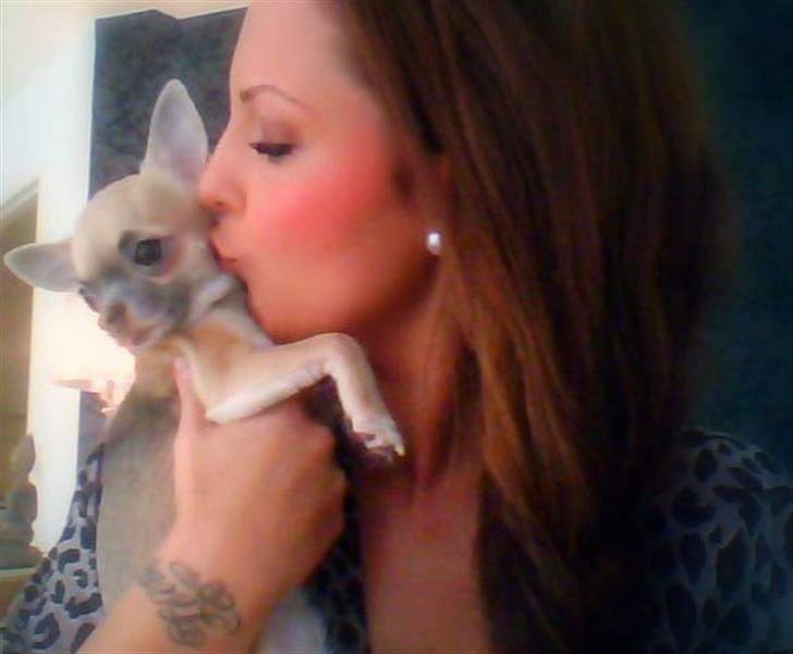 Chihuahua Lilo billede 13