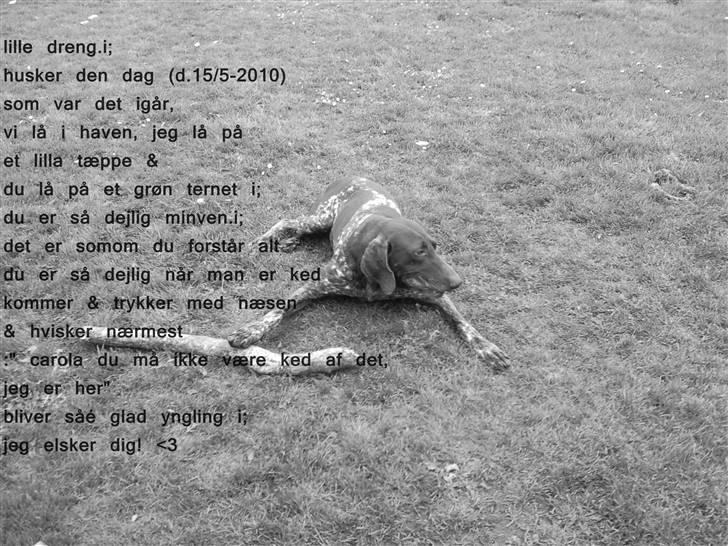 Korthåret hønsehund Nordboen Zaxo - i; billede 12