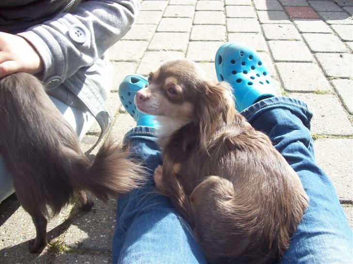 Chihuahua sns bolette nyby's Beta billede 16