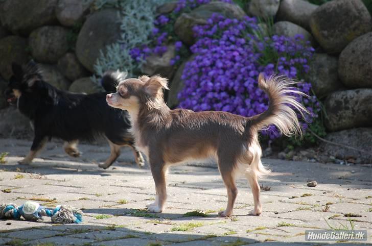 Chihuahua sns bolette nyby's Beta billede 17