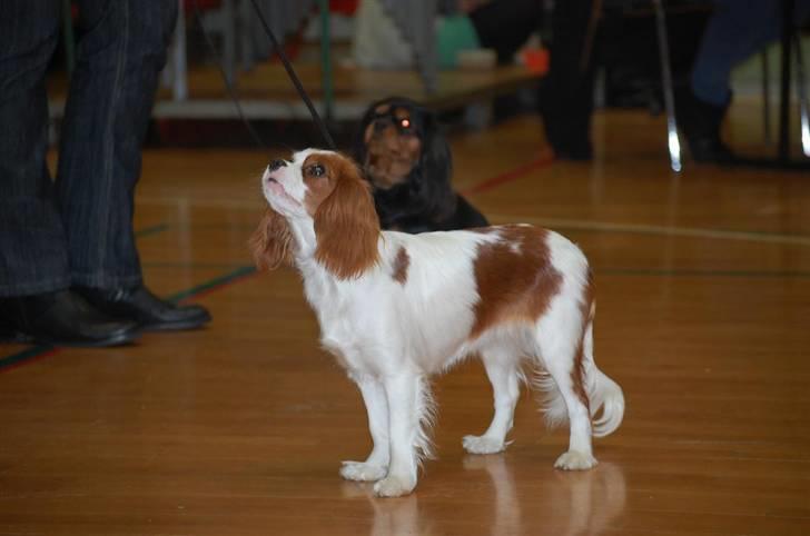 Cavalier king charles spaniel nala billede 12