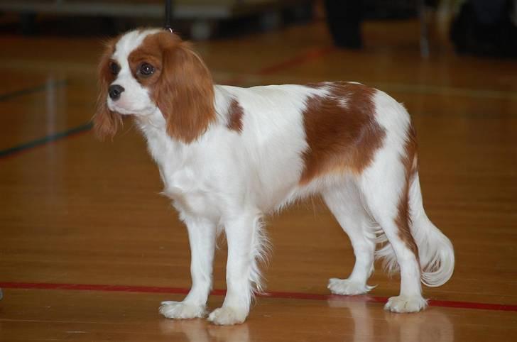Cavalier king charles spaniel nala billede 13