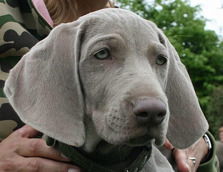 Weimaraner Hot Shoot´s Lotto (Anden) HD-A billede 1
