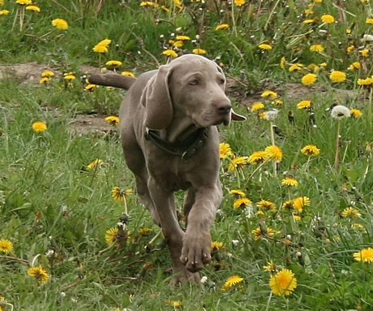 Weimaraner Hot Shoot´s Lotto (Anden) HD-A billede 2