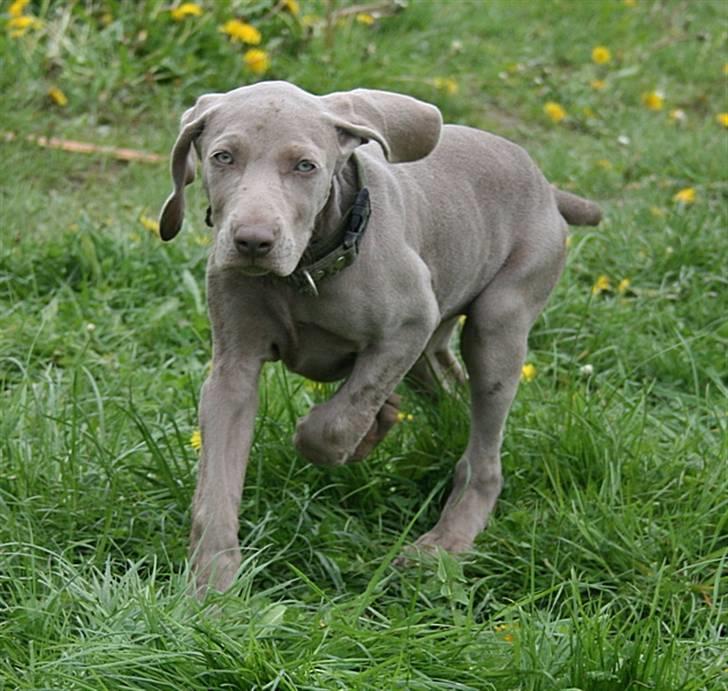 Weimaraner Hot Shoot´s Lotto (Anden) HD-A billede 3