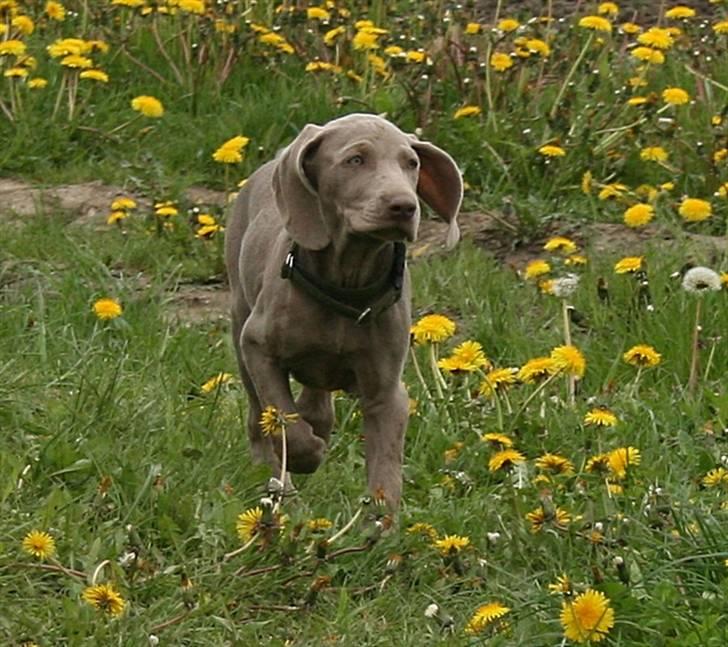 Weimaraner Hot Shoot´s Lotto (Anden) HD-A billede 4