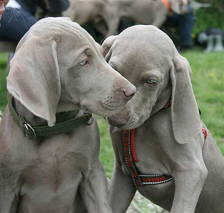 Weimaraner Hot Shoot´s Lotto (Anden) HD-A billede 5