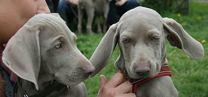 Weimaraner Hot Shoot´s Lotto (Anden) HD-A billede 6