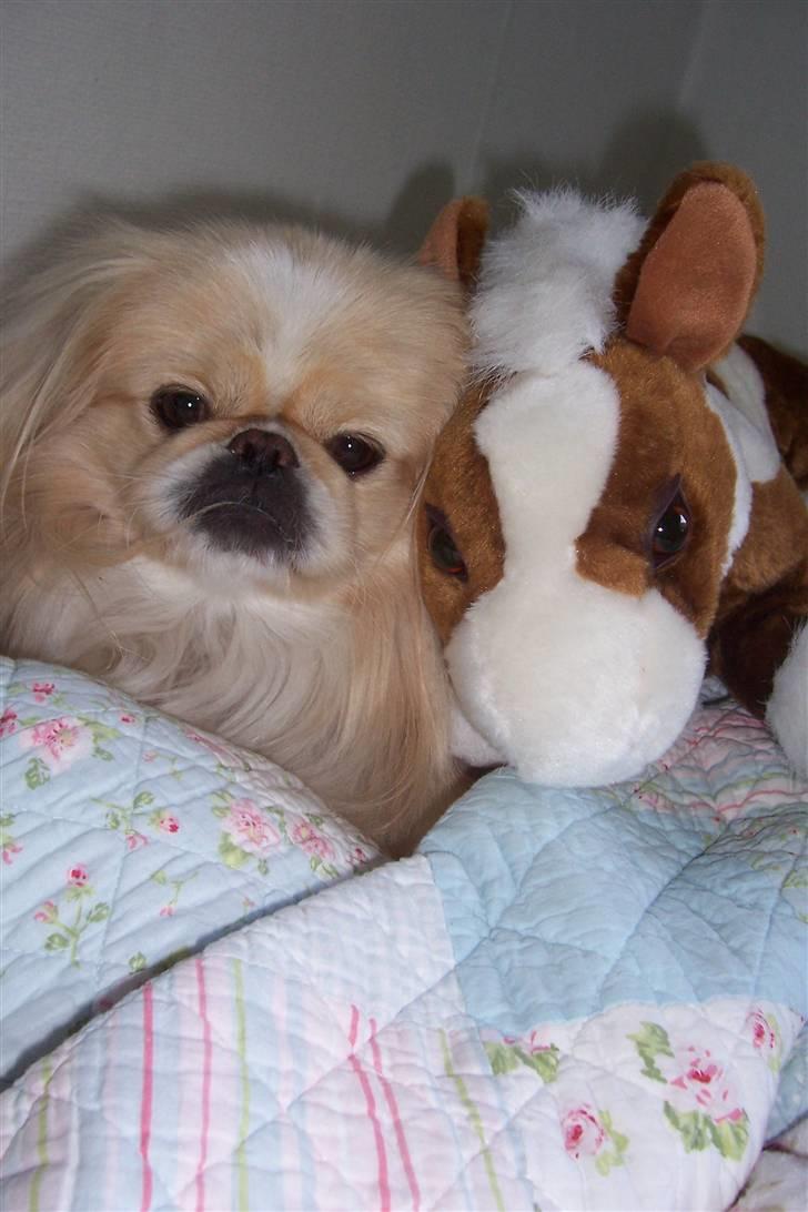 Pekingeser Anton *snaske* - Anton og Albert <3  billede 1