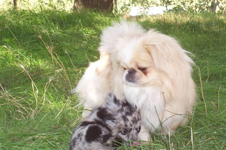 Pekingeser Anton *snaske* - Anton og Cuba <3  billede 2