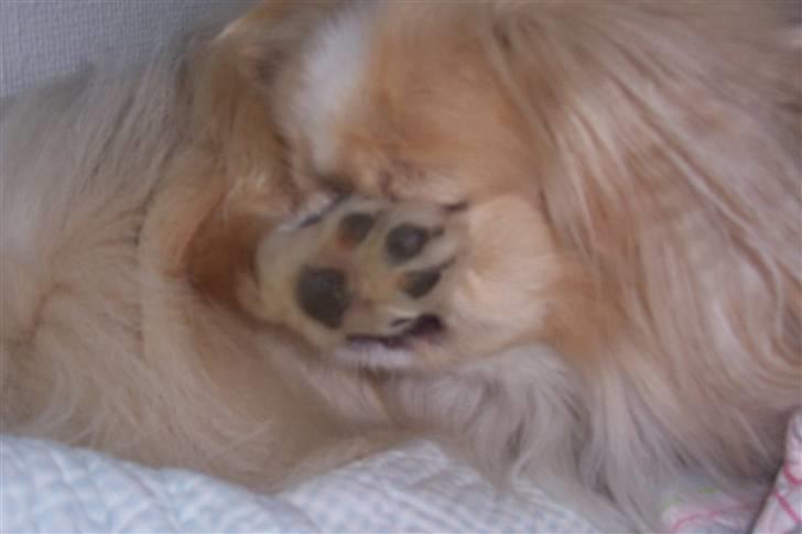 Pekingeser Anton *snaske* - Nej mor lad vær (: <3 billede 3