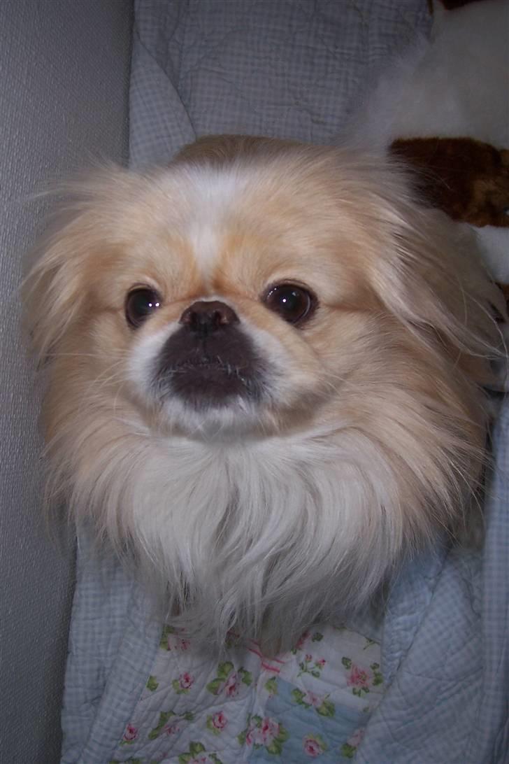 Pekingeser Anton *snaske* - Se hvor fin jeg er ;) <3 billede 4