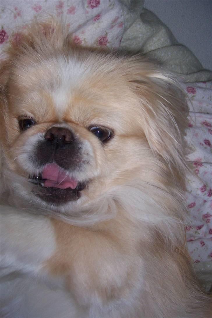 Pekingeser Anton *snaske* - Fordi jeg elsker dig ! <3 billede 5