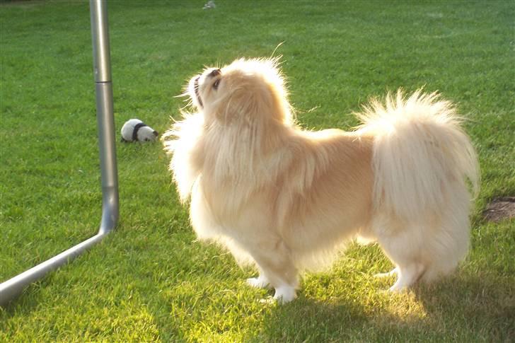 Pekingeser Anton *snaske* - Smukke basse <3 billede 6