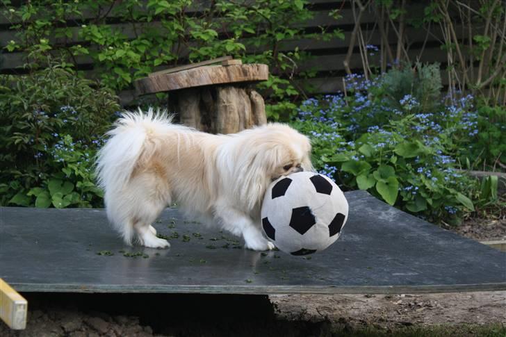 Pekingeser Anton *snaske* - Cirkus hund ;) <3 billede 7