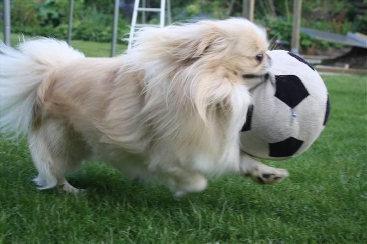 Pekingeser Anton *snaske* - Elsker at lege med min fodbold ! <3 billede 8
