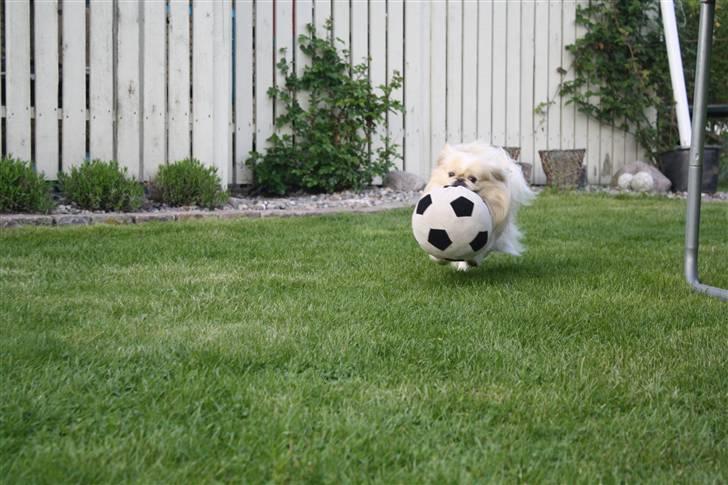 Pekingeser Anton *snaske* - Se hvor god jeg er til at spille fodboldt :D <3 billede 9