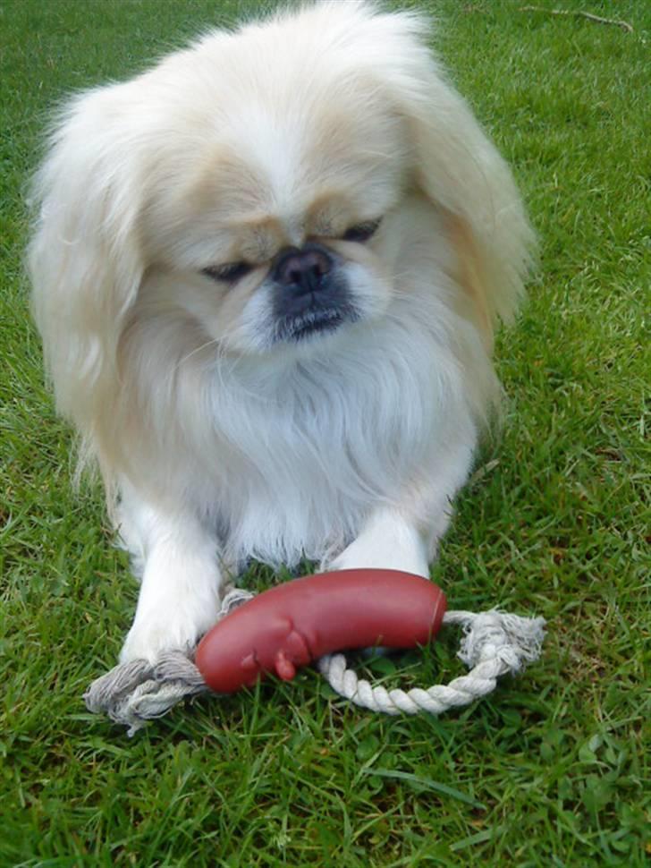 Pekingeser Anton *snaske* - Elsker dig skat ! :´)<3 billede 11