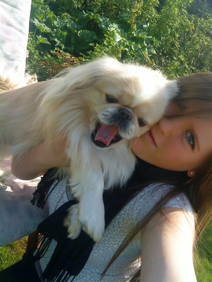 Pekingeser Anton *snaske* - Os 2 for altid :´) <3 billede 12