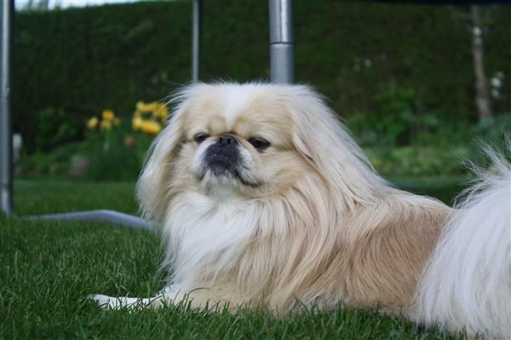Pekingeser Anton *snaske* - Smukke dreng ! <3 billede 13