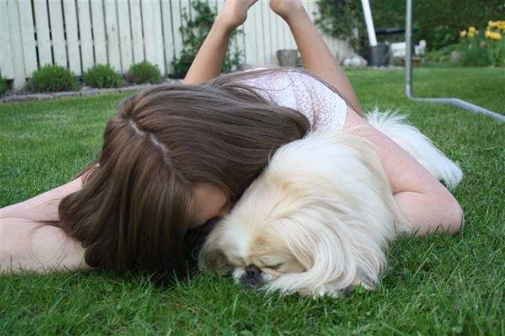 Pekingeser Anton *snaske* - Hygge ! <3 billede 14