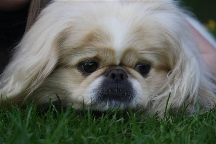 Pekingeser Anton *snaske* - Baby face ! <3 :´) billede 15
