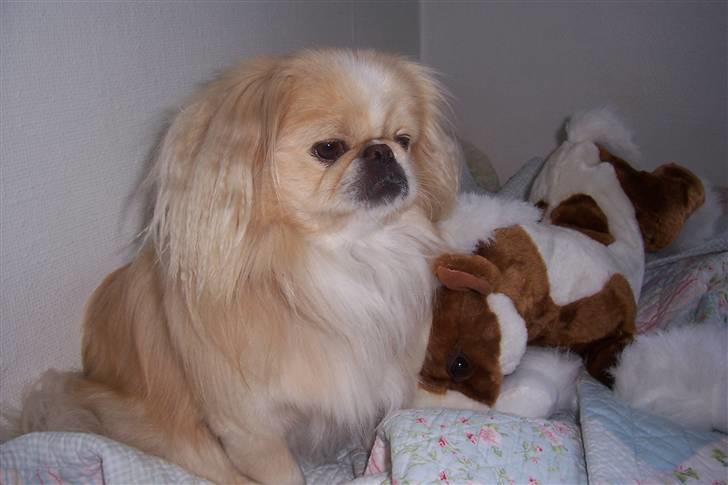 Pekingeser Anton *snaske* - Anton & Albert <3 billede 16