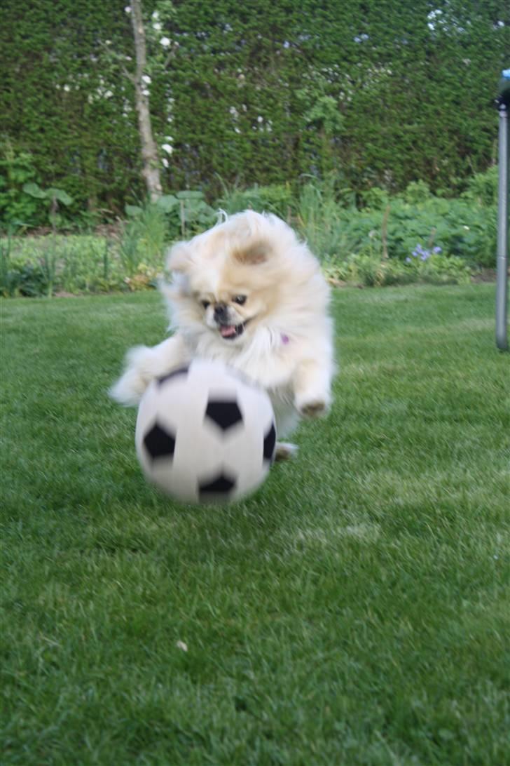 Pekingeser Anton *snaske* - Snaske elsker at spille fodbold haha <3 billede 17