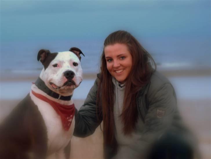 Amerikansk staffordshire terrier Milo billede 17