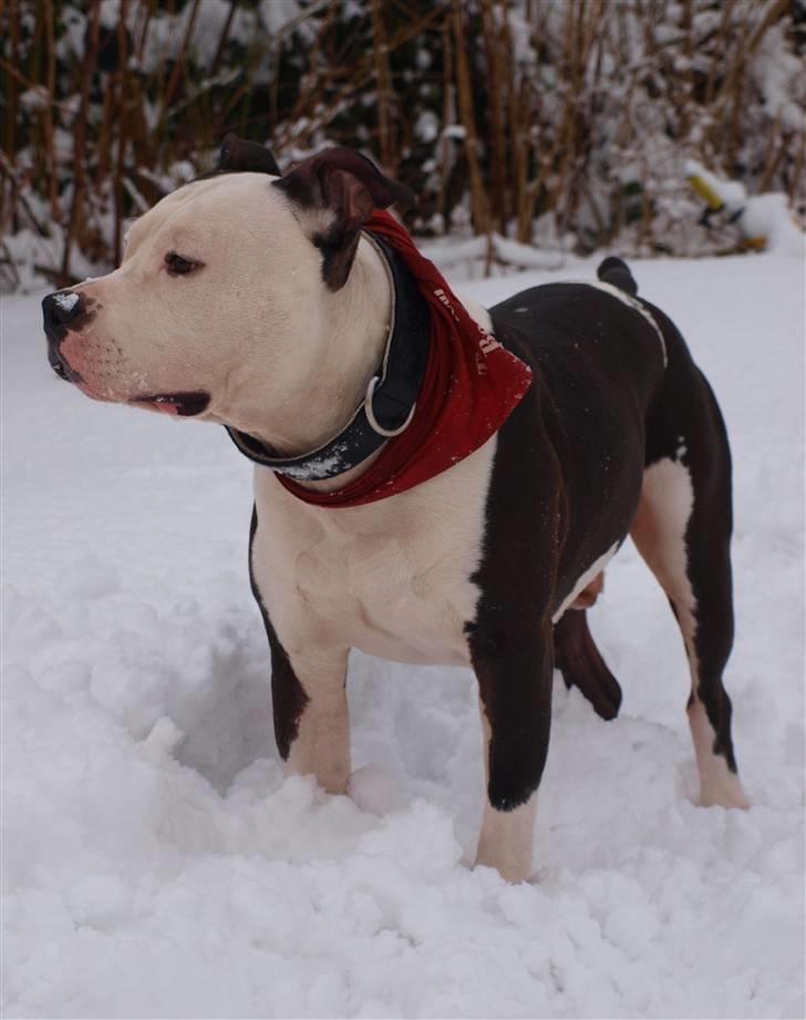 Amerikansk staffordshire terrier Milo billede 18