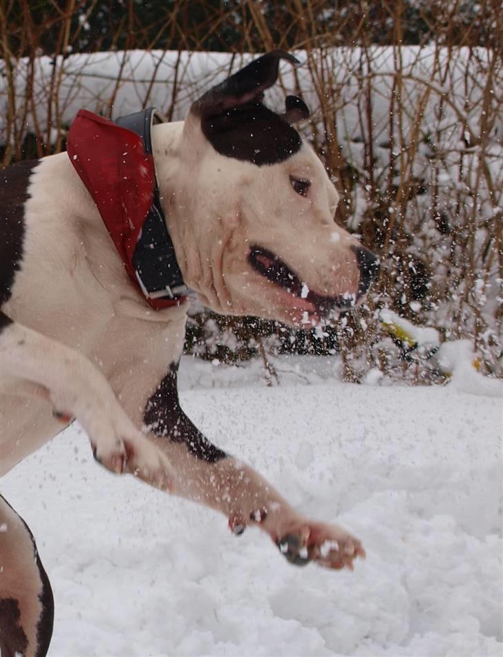 Amerikansk staffordshire terrier Milo billede 19